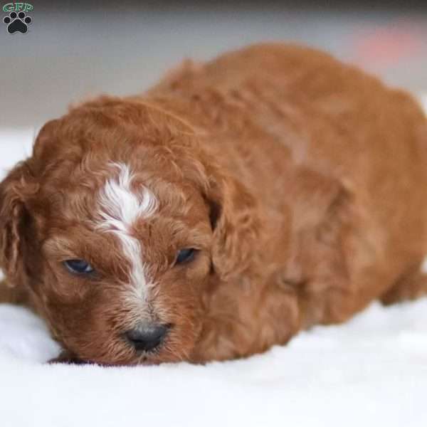 Bella, Cavapoo Puppy